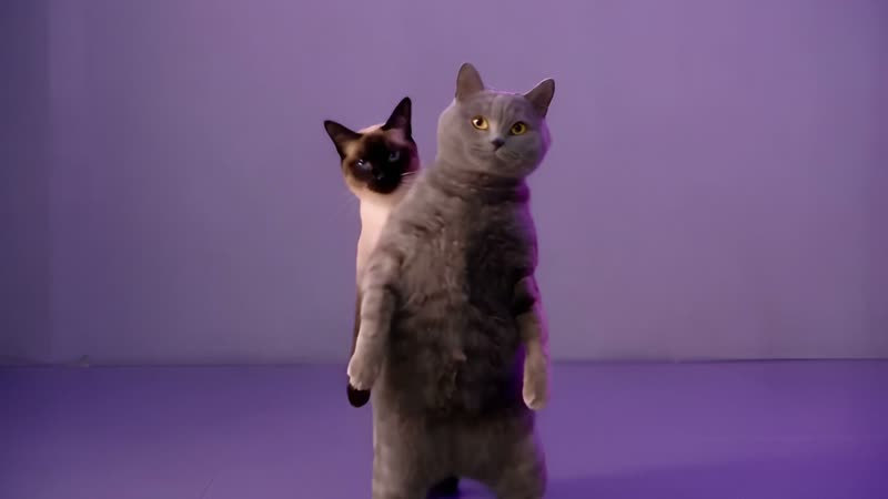 0:02: Meet the duo