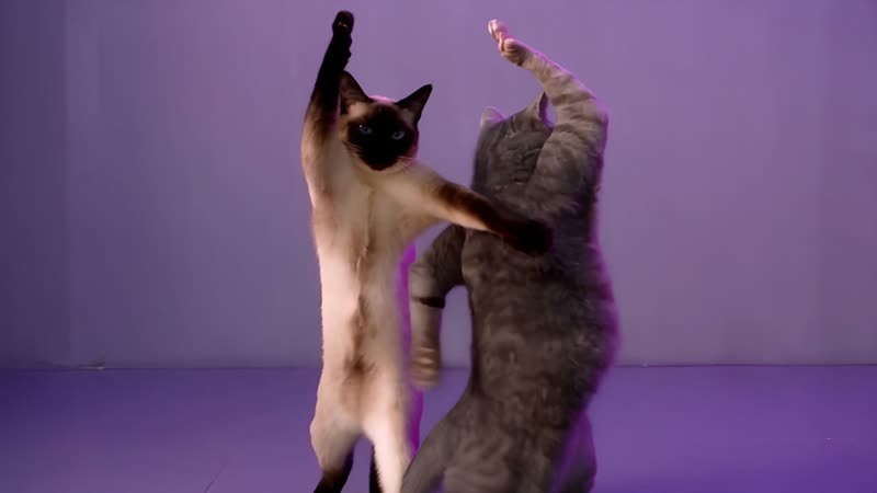 0:04: Paws up